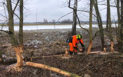 Baum droht zu fallen #THL