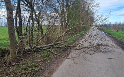Baum auf Fahrbahn #THL